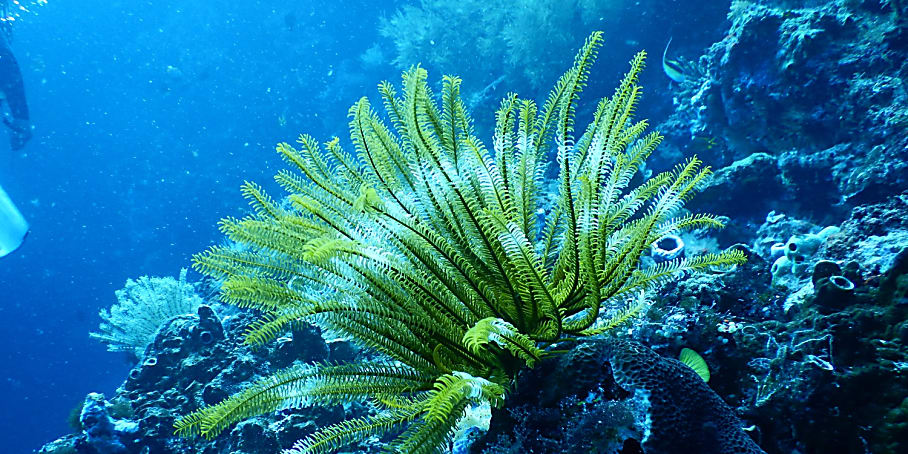 Coral Vita Wants to Save Coral Reefs