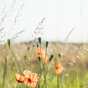 Vitemölla Badhotell