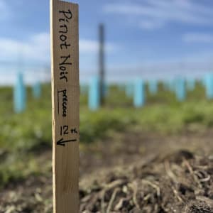 Lammets Vingård Öland