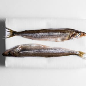 Seafood Gastro