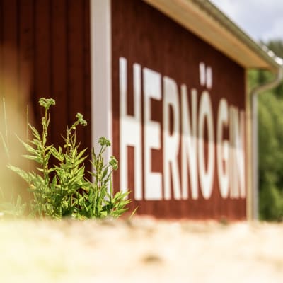 Hernö Gin, Härnösand