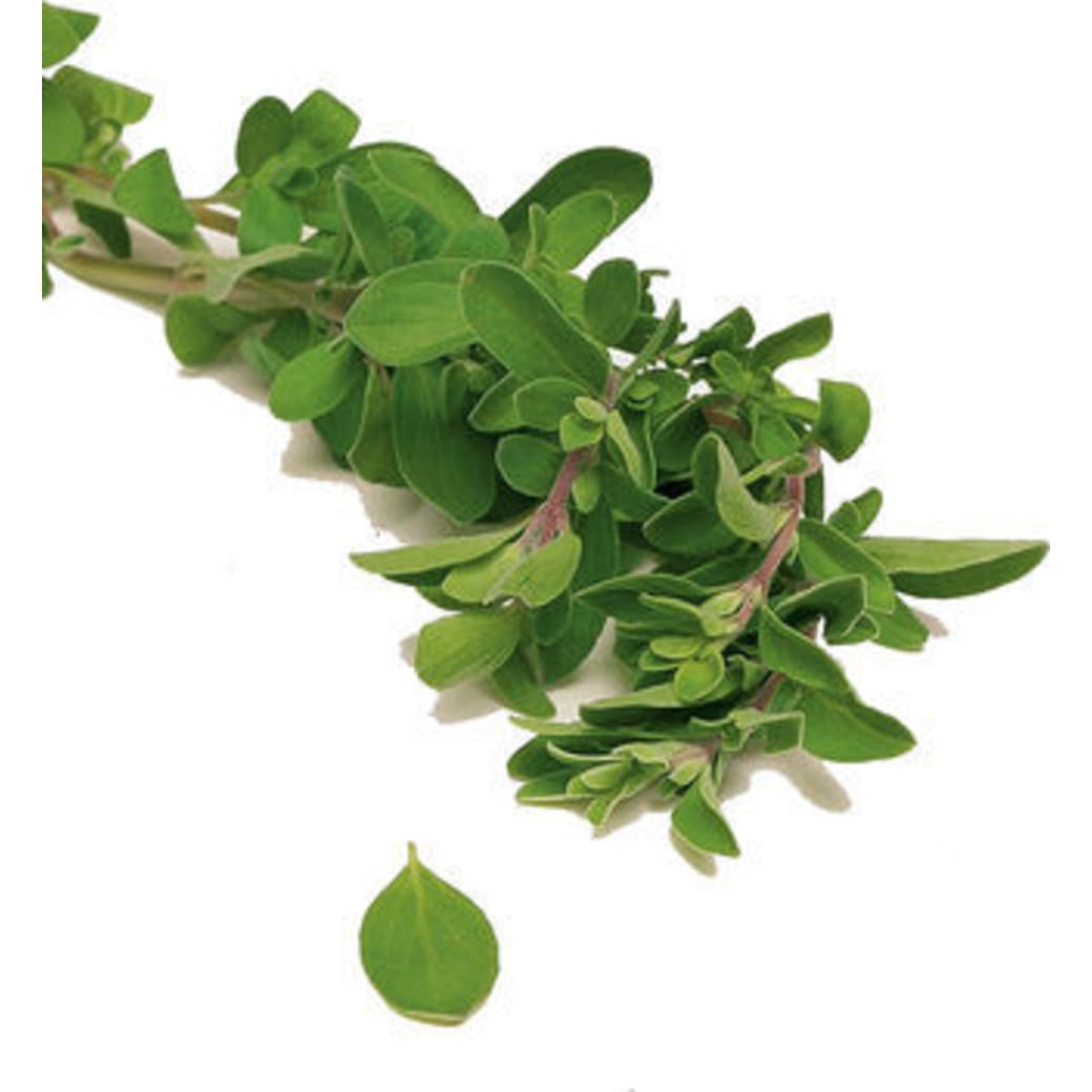 Marjoram
