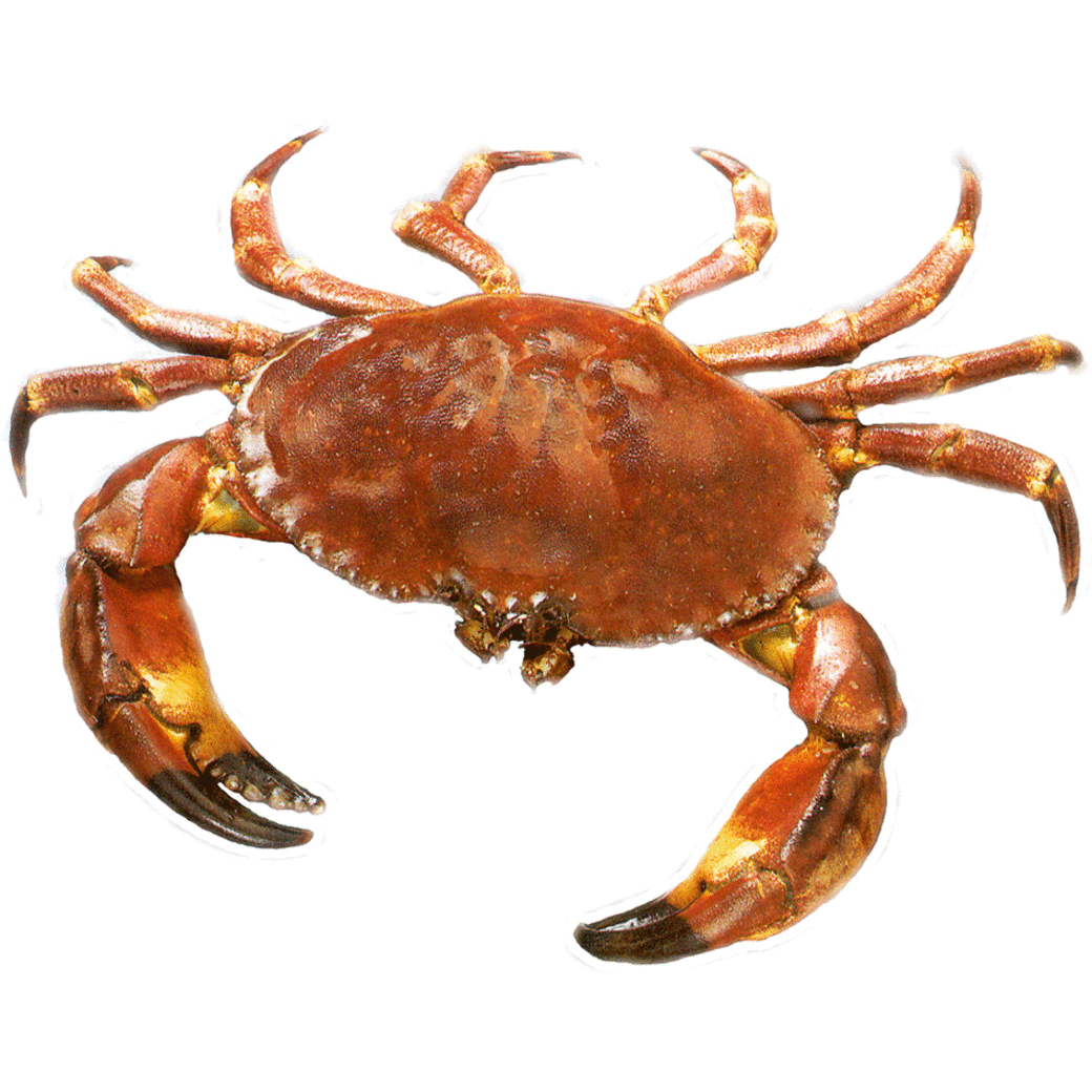 Crab
