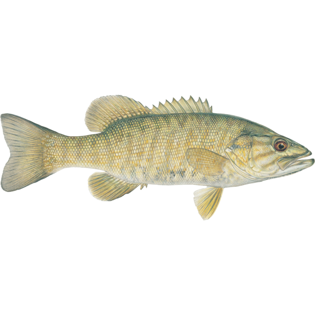 Bass