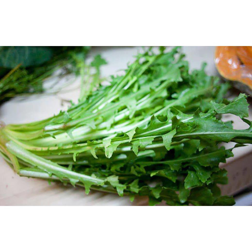 Chicory