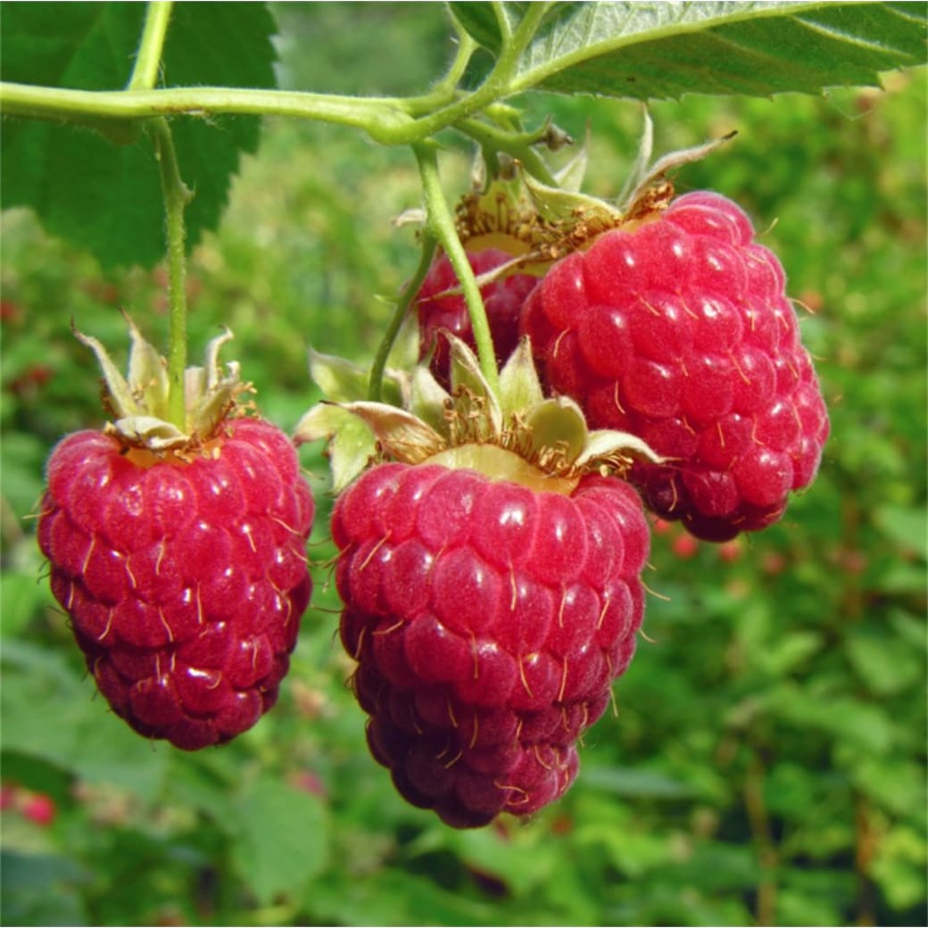 Raspberries