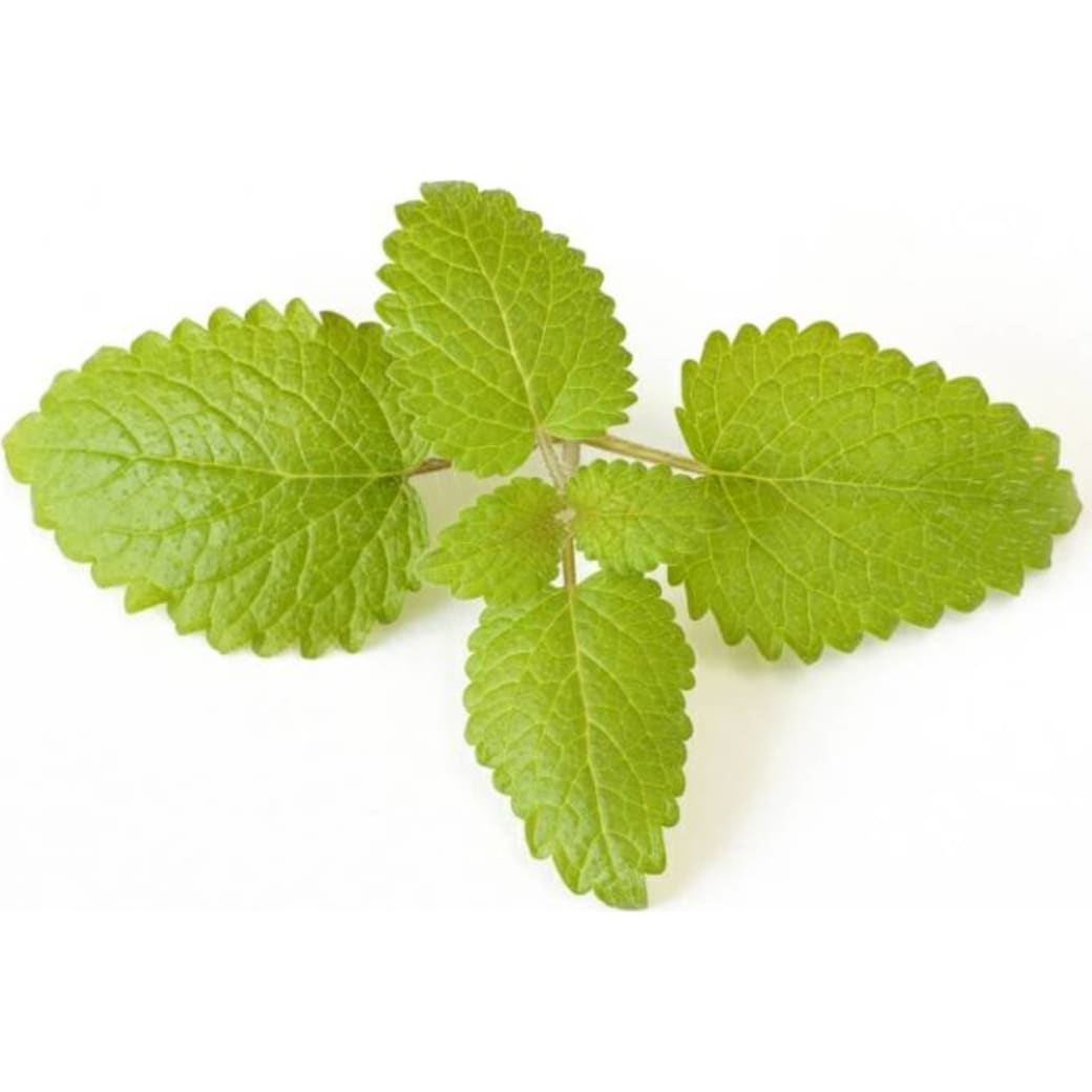 Lemon balm