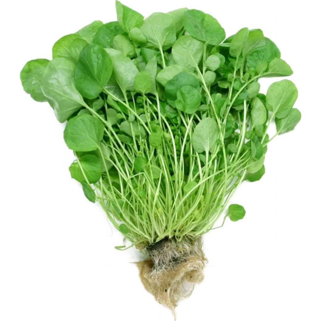 Watercress
