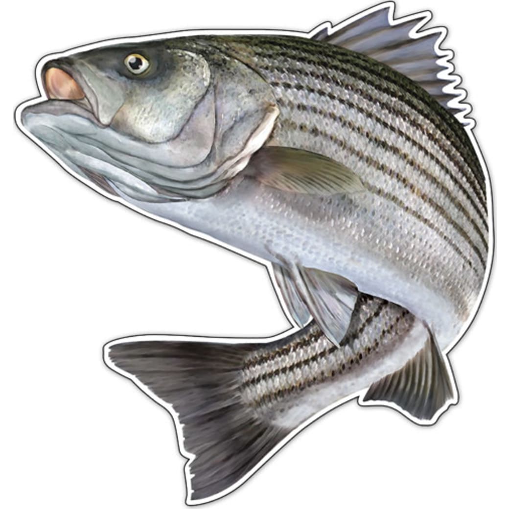 Striped bass