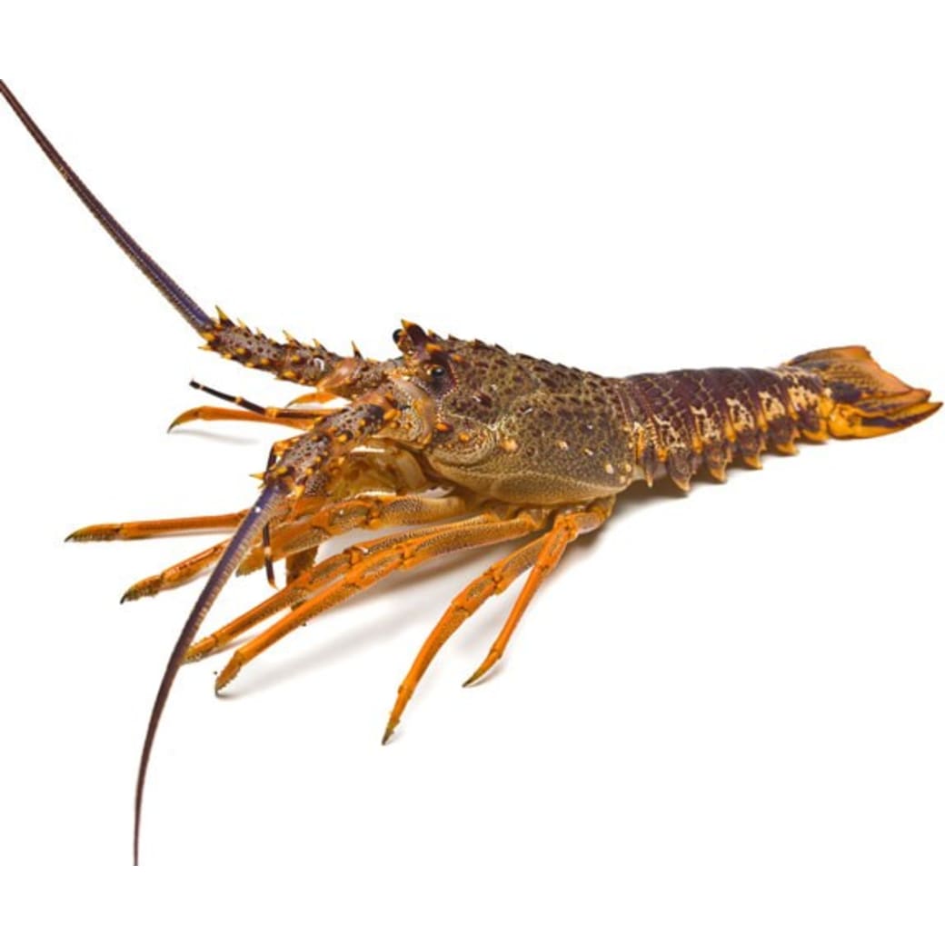 Crayfish
