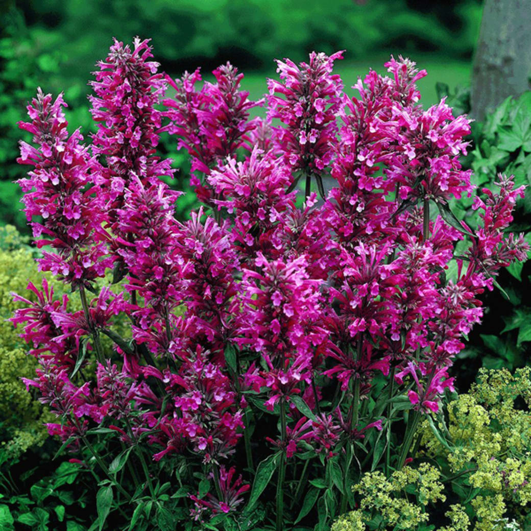 Hyssop