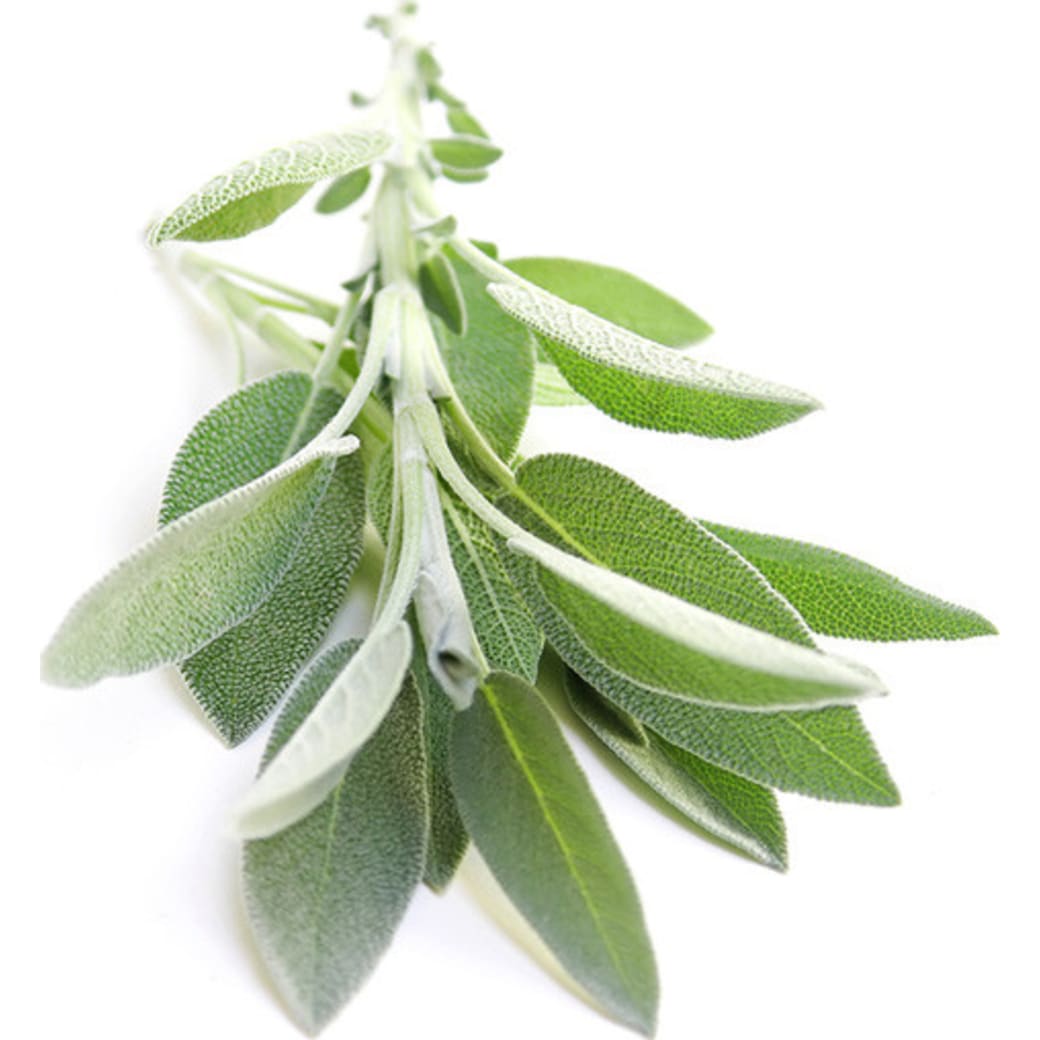 Sage