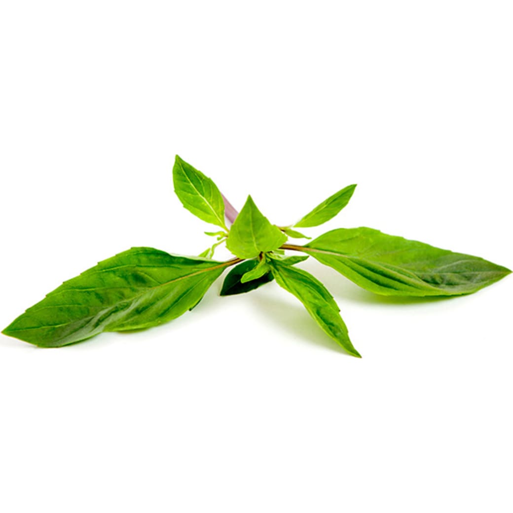 Lemon basil