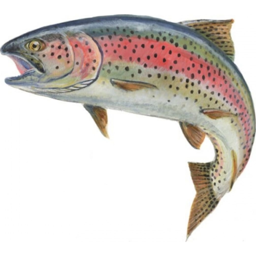Trout