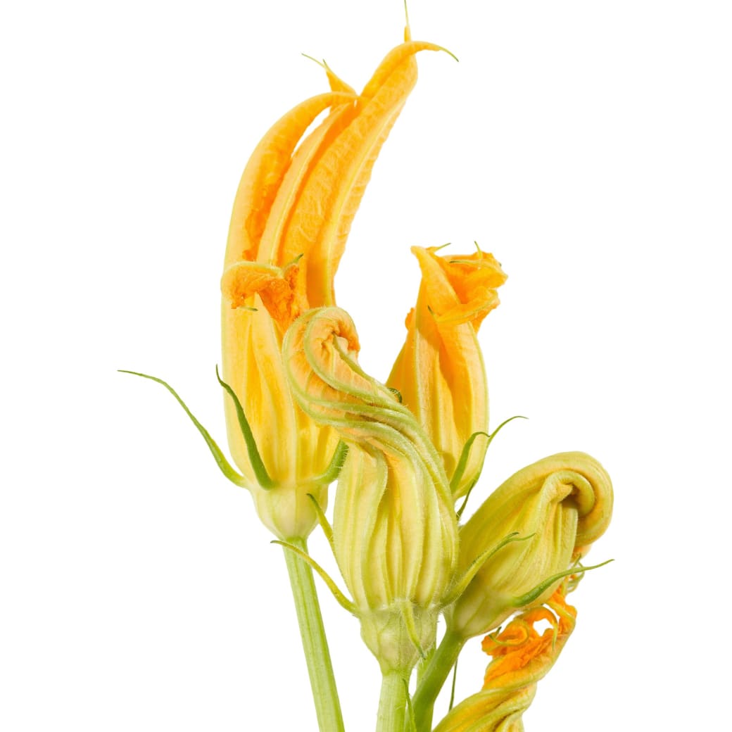 Zucchini blossoms