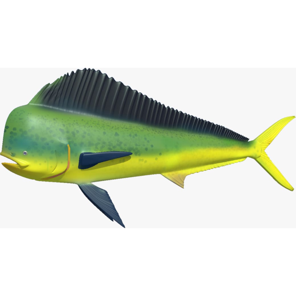 Mahi mahi