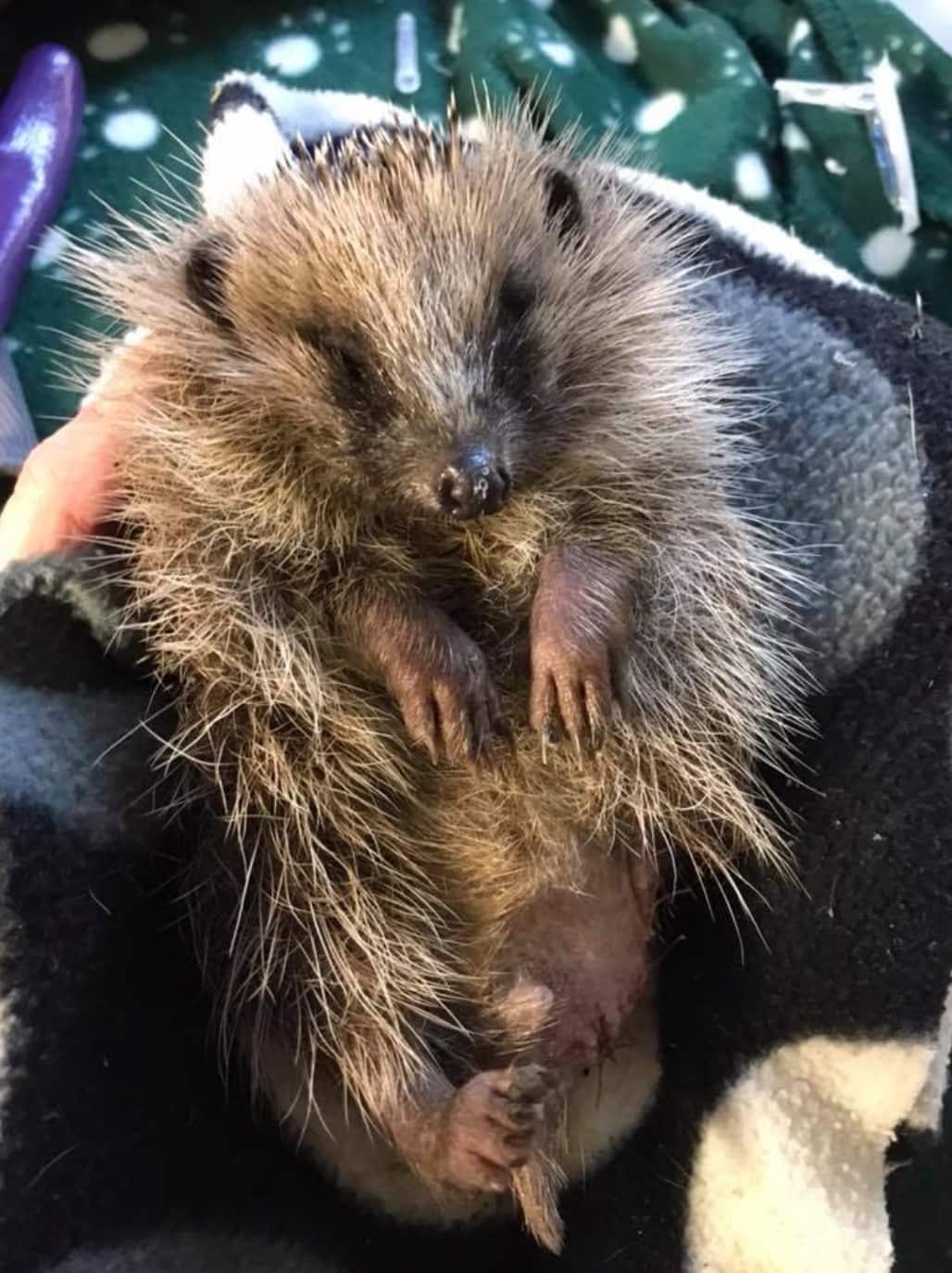 resued hedgehog sharon ethical and eco toys