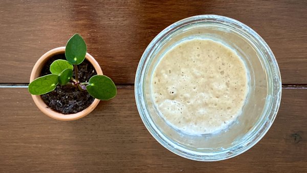 Sourdough Starter Guide