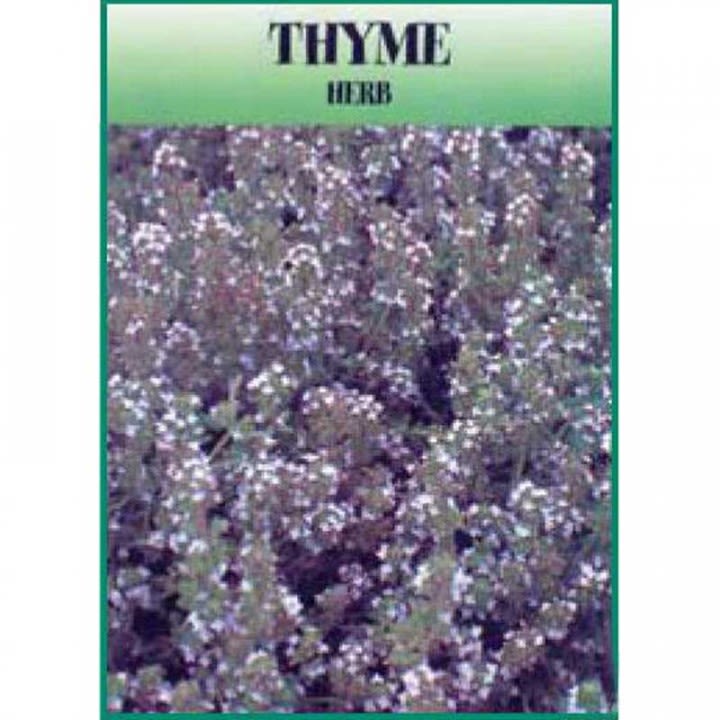 bulk mother of thyme seeds