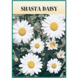 Shasta Daisy Seed Packets Promotional Custom Imprinted With Logo