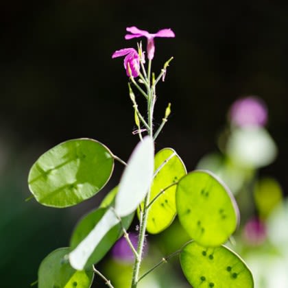 Mini Bamboo Blossom Seed Kit with Logo - Money plant