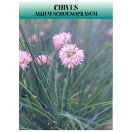 Promotional Chive Seed Packets | Wholesale Seed Packets