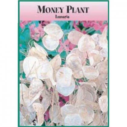 Money Plant Seed Packets Promotional Custom Imprinted With Logo