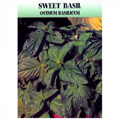 Custom Sweet Basil Seed Packet | Bulk Vegetable & Herb Seed Packets with Logos