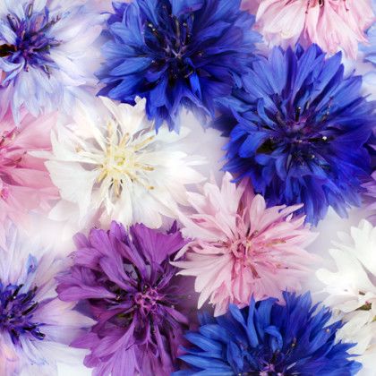 Branded Self Watering Planter - Patriot Mix