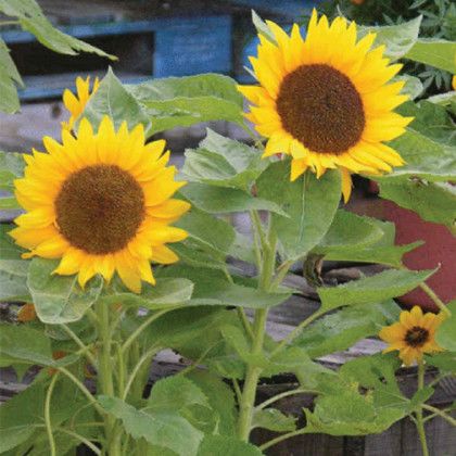 Logo Imprinted Self Watering Planter - Sunflower