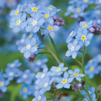 Imprinted Self Watering Planter - Forget-Me-Not