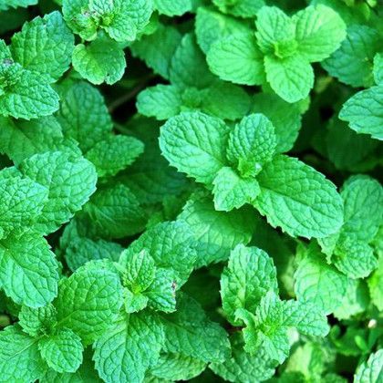 Customized Wooden Cube Blossom Kit -  Mint