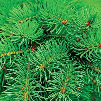 Customized Wooden Cube Blossom Kit - Fir Tree