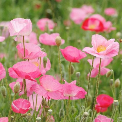 Imprinted Wooden Wheel Barrow Blossom Seed Kit - Poppy