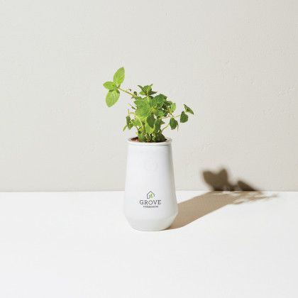 Custom Modern Sprout Tapered Tumbler Grow Kit - White/Mint - On Counter