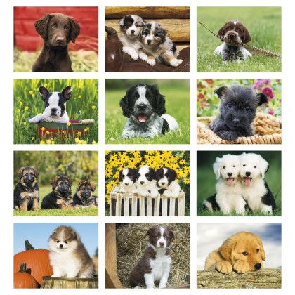 Months on Promotional Puppy Calendar Months on Promotional Puppy Calendar