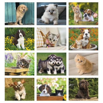 Custom Puppies & Kittens - Window Calendar Months