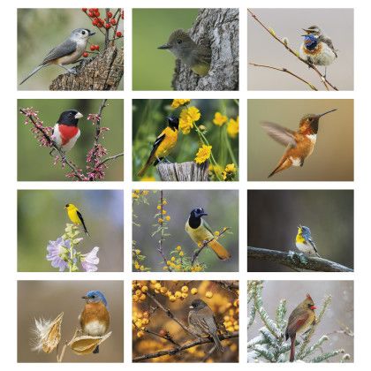 Custom Birds of North America - Spiral Calendar - Months