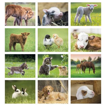 Custom Baby Farm Animals - Stapled - Months