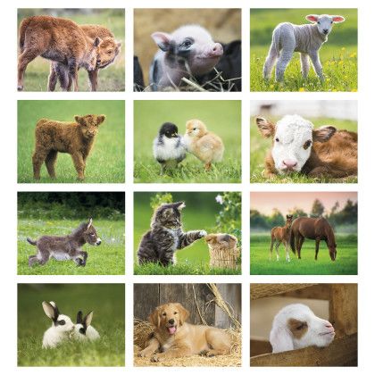 Custom Baby Farm Animals - Spiral - Months