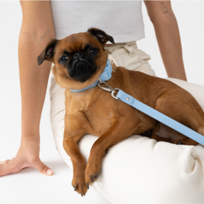 Custom Springer Small Dog Leash - In Use