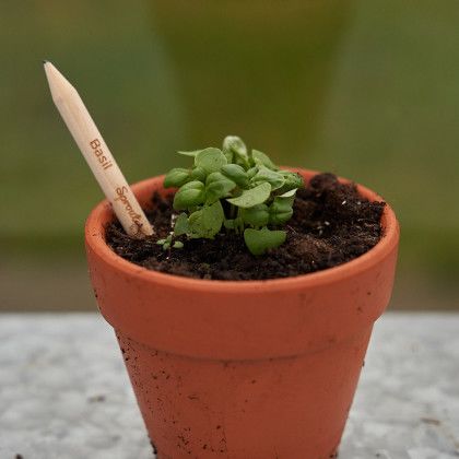 Custom Sprout Pencil