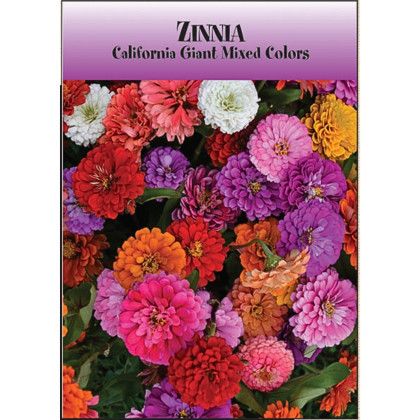 Custom Zinnia Seed Packets