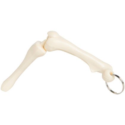 Custom Knee Joint Bone Keyring - White - Foldable