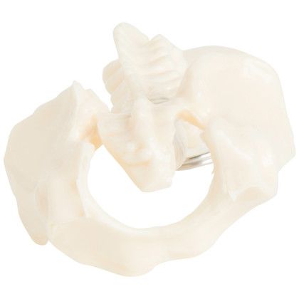 Custom Spine and Pelvis Bone Keyring - White - Bottom View