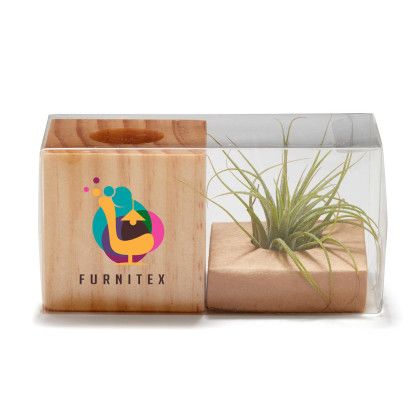 Custom Full Color Air Plant - Brown/Green Packaging 