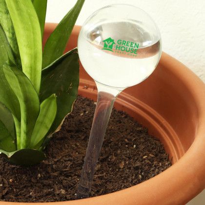 Custom Evergreen Self-Watering Globe - In use