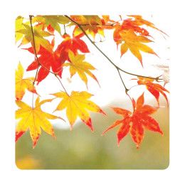 Custom Thanksgiving Stock Jar Opener - Full Color Custom Thanksgiving Stock Jar Opener - Full Color