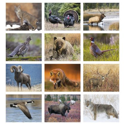 Custom Economy Appointment Calendar - Wildlife Portraits - Month view