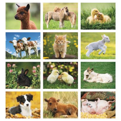Custom Baby Farm Animals - Stapled - Month